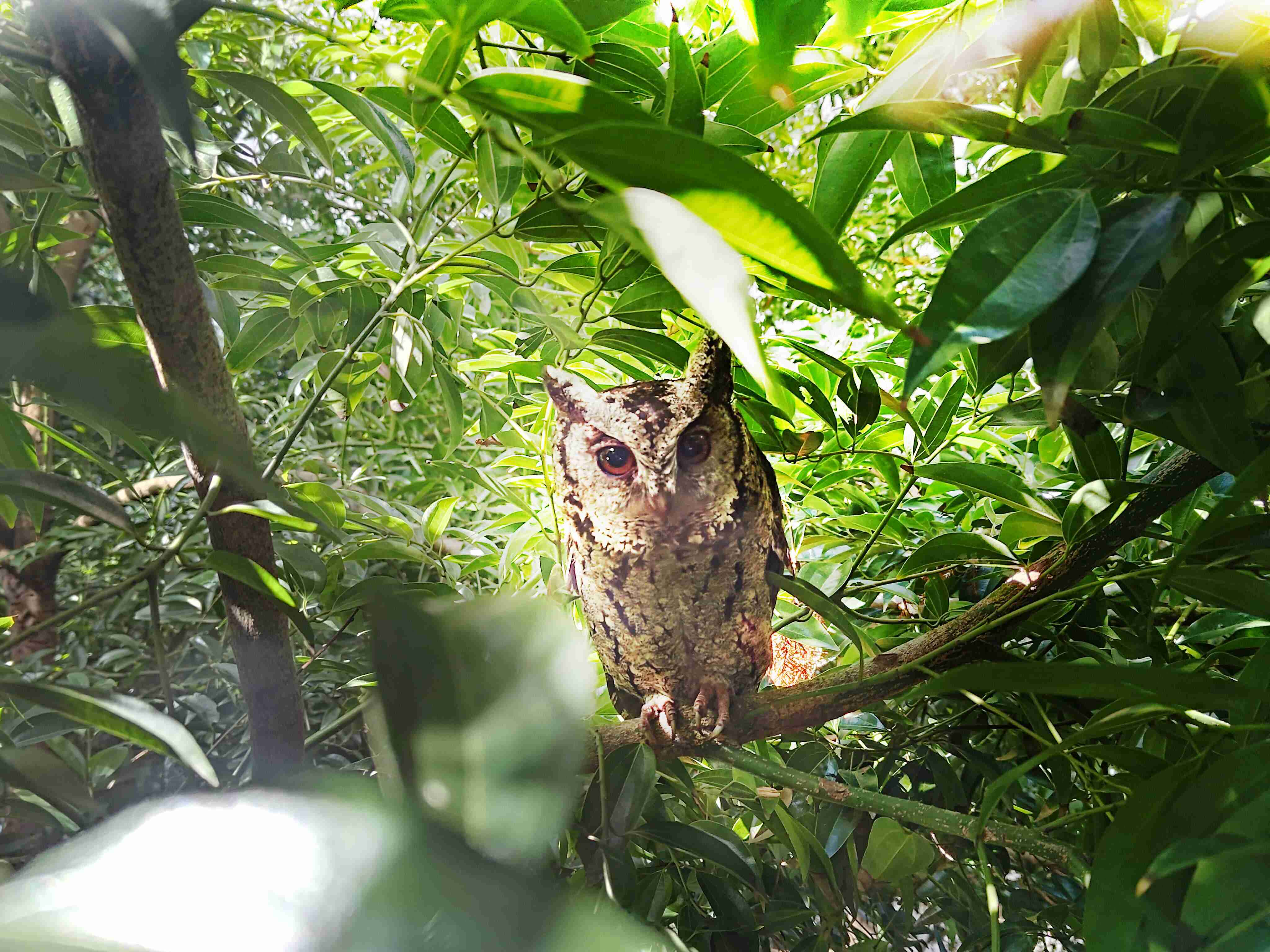 传奇国际致力提倡净零绿生活，，16年以来在全球各厂区植树逾百万棵，，，，造就各厂区树木蔚然成林，，，犹如森林工厂，，，，成为许多生物的栖息地